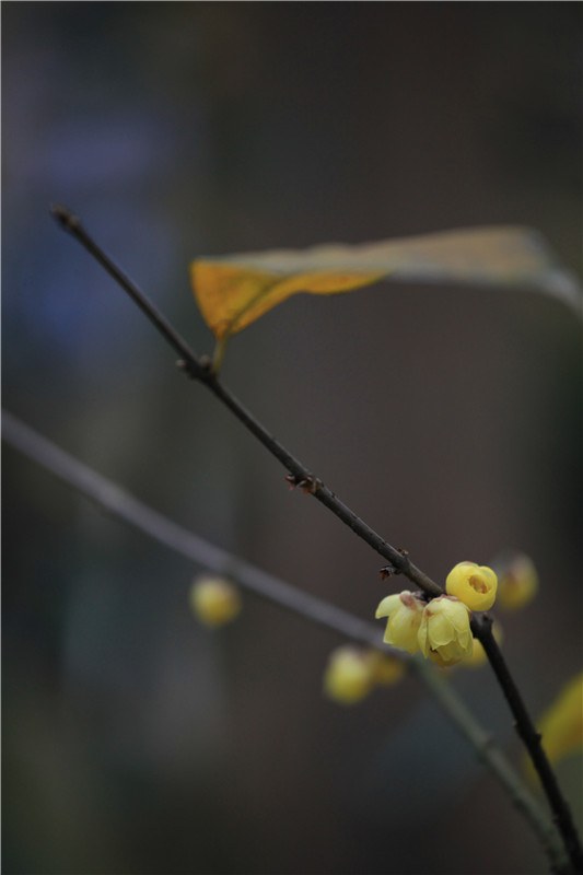 Ԫ��ʼ����÷�뺣�� (11).jpg