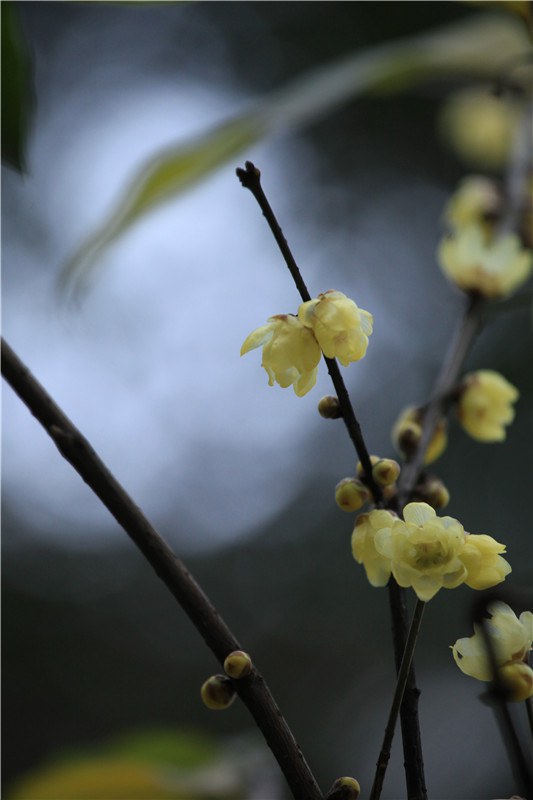 Ԫ��ʼ����÷�뺣�� (12).jpg