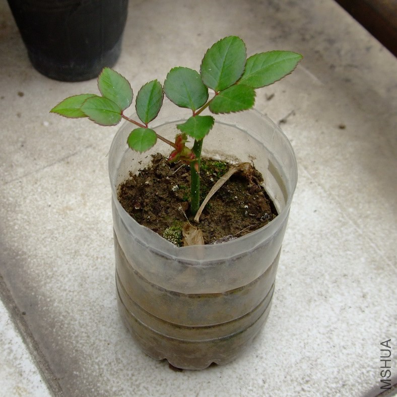 DSCF65870.jpg