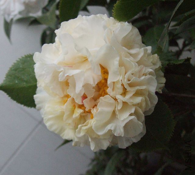 ��2�仨ͼƬ