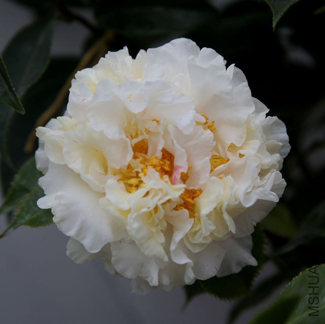 ��2�仨ͼƬ