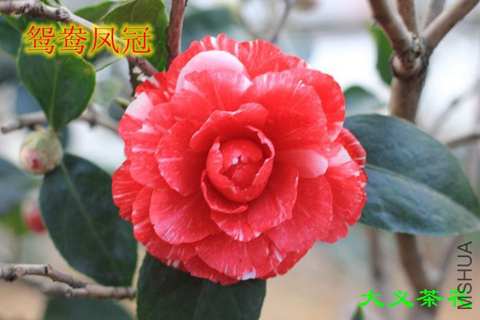 ԧ����1.jpg
