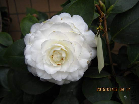 IMG_5389_�༭.jpg