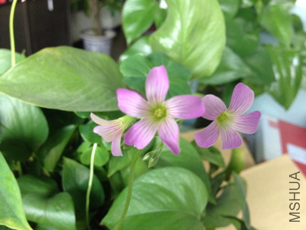 ��Ҷ�ݻ� 002_����.jpg