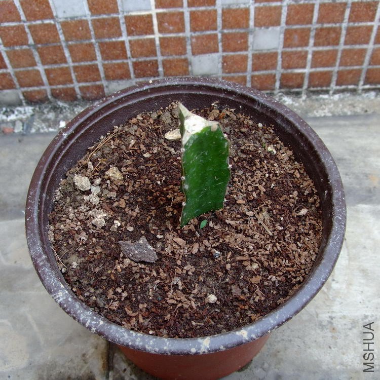 DSCF27650.jpg