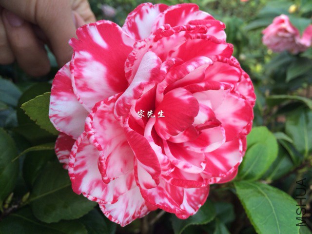 ������õ��