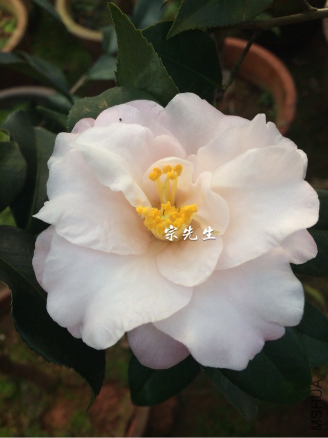 ����С*��