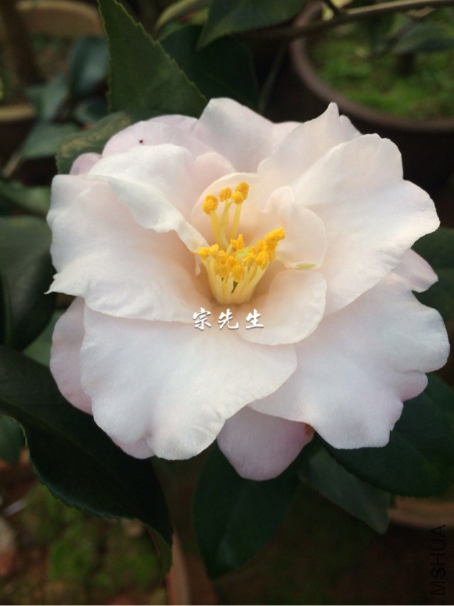 ����С*��