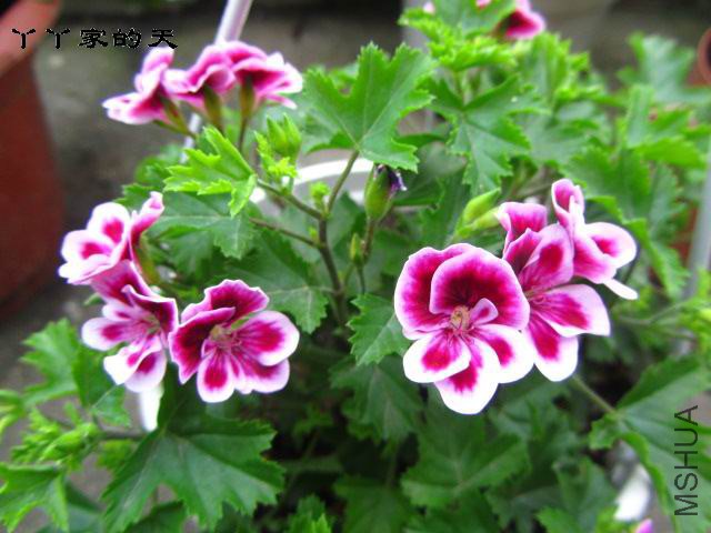 15571174ydngphh9967hbe.jpg