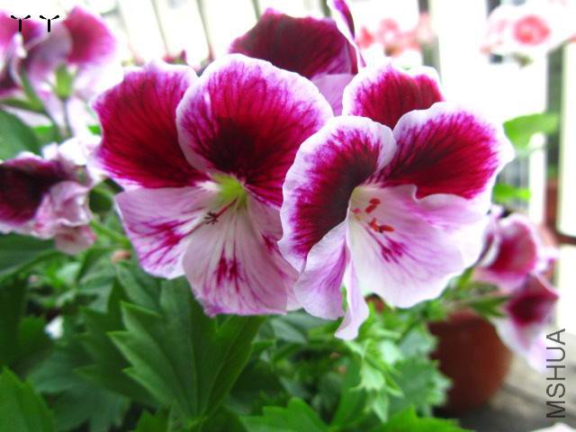 IMG_4917.jpg