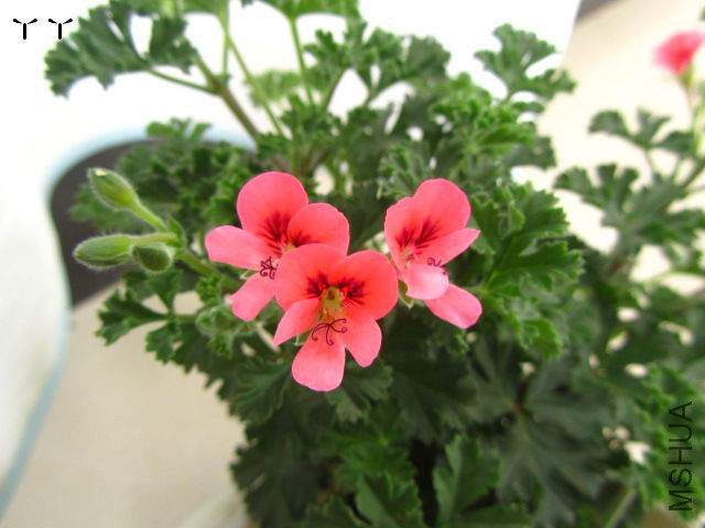 IMG_5067.jpg
