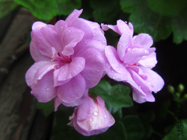 IMG_5651.jpg