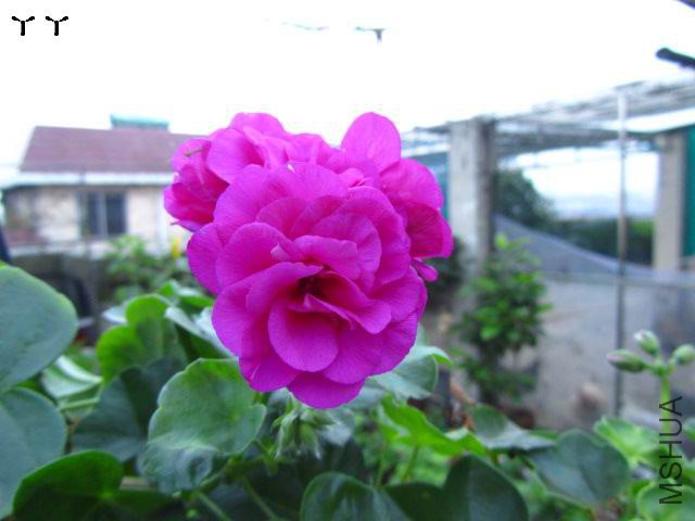 IMG_6401.jpg