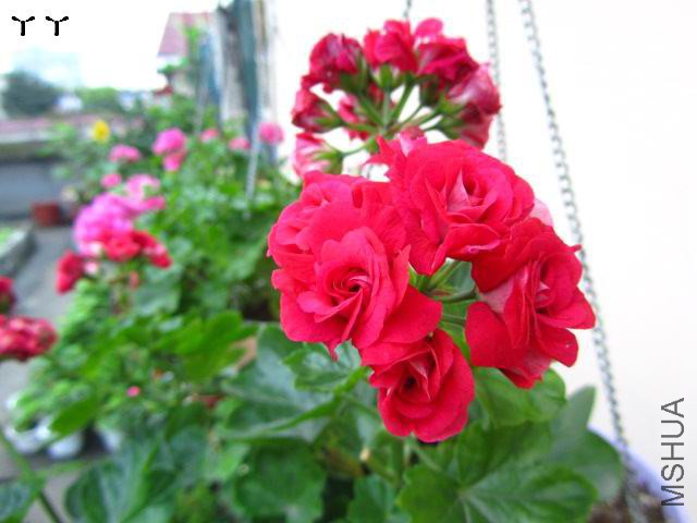 IMG_6417.jpg