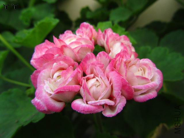 IMG_6667.jpg