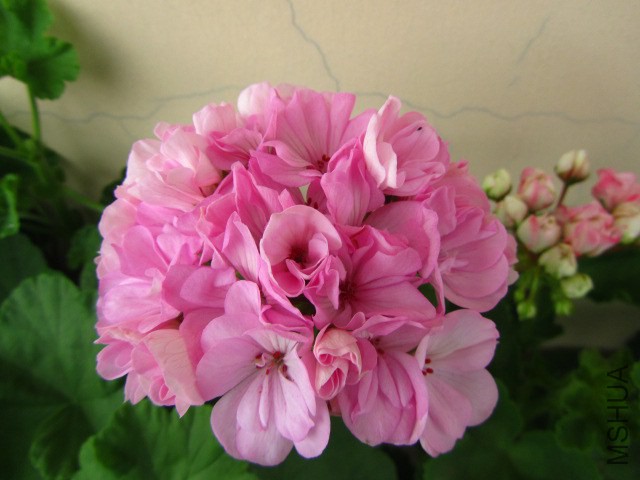 IMG_6690.jpg