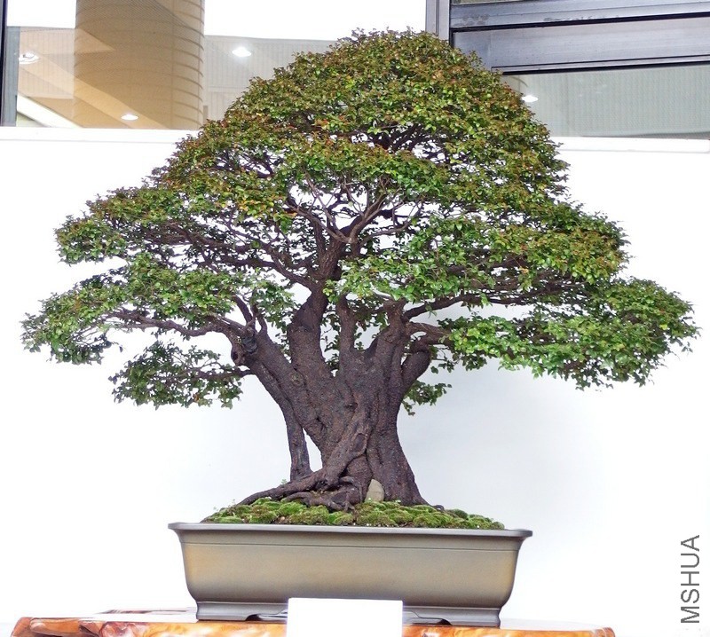 ��̴-������ .JPG