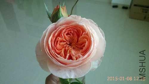 IMG_20150108_121842.jpg