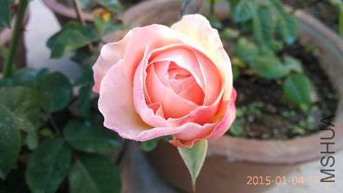 IMG_20150104_174317.jpg
