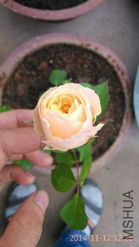 IMG_20141112_122655.jpg