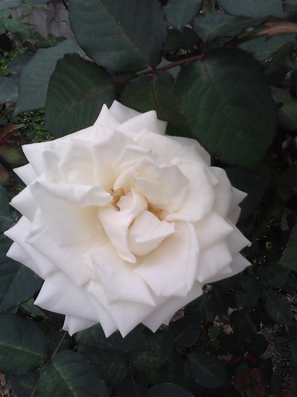 psb (1).jpg