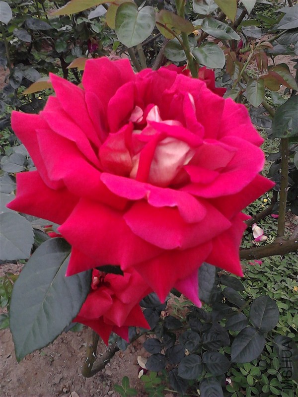 psb (2).jpg