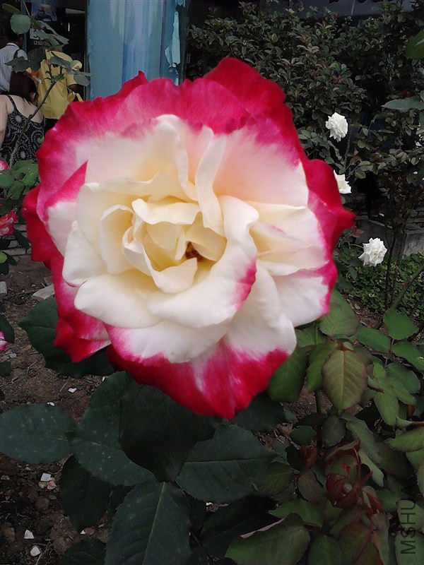 psb (7).jpg