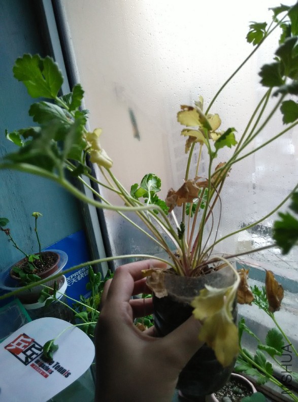 ���������ﻨ�ѵ����������ÿ���������ƿ��̫��͸���ˡ�