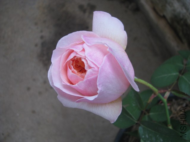 IMG_3812.jpg