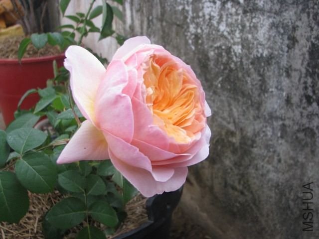 IMG_3869.jpg