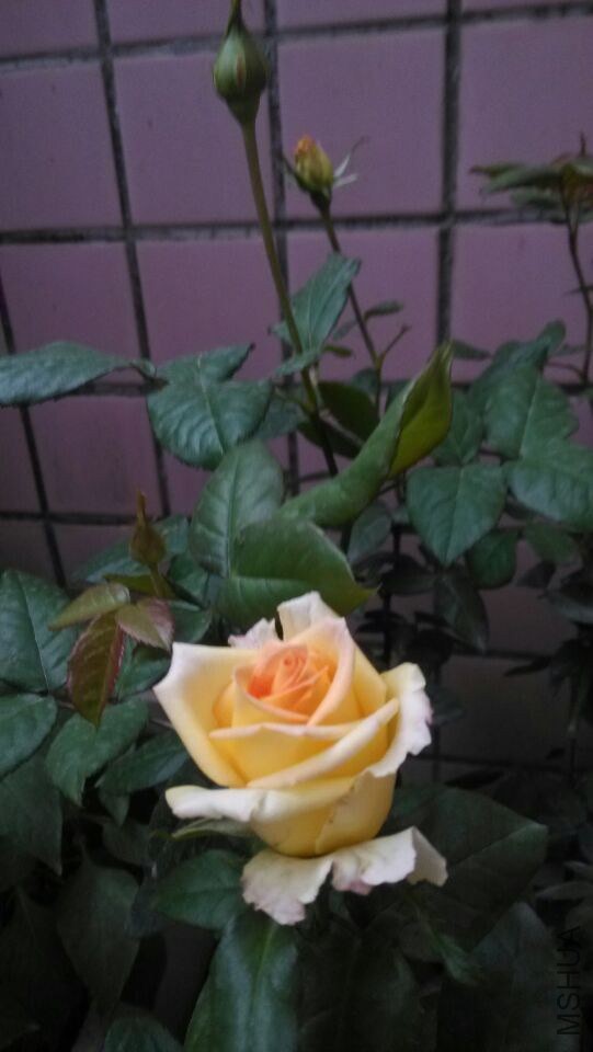 QQͼƬ20141225155230.jpg