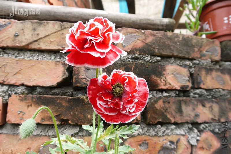 psb (1).jpg