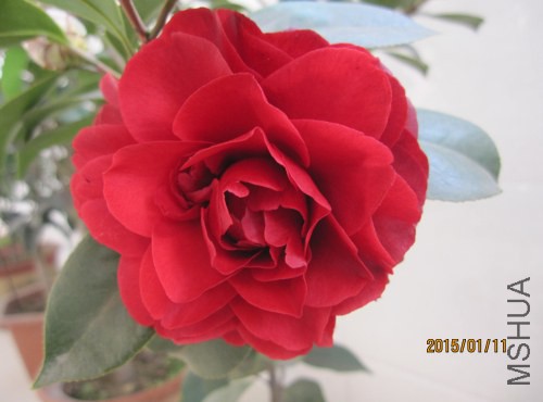 IMG_1512.jpg