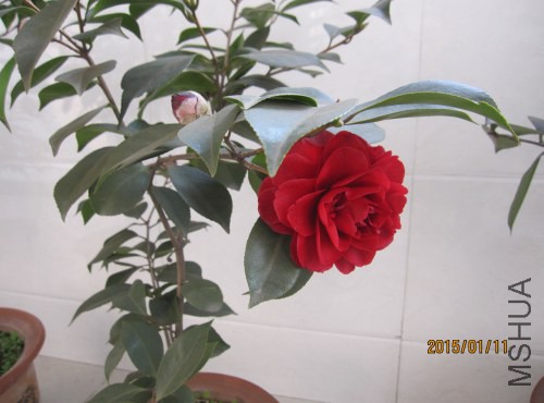 IMG_1513.jpg
