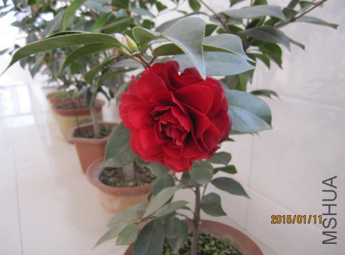 IMG_1515.jpg