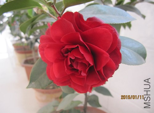IMG_1516.jpg