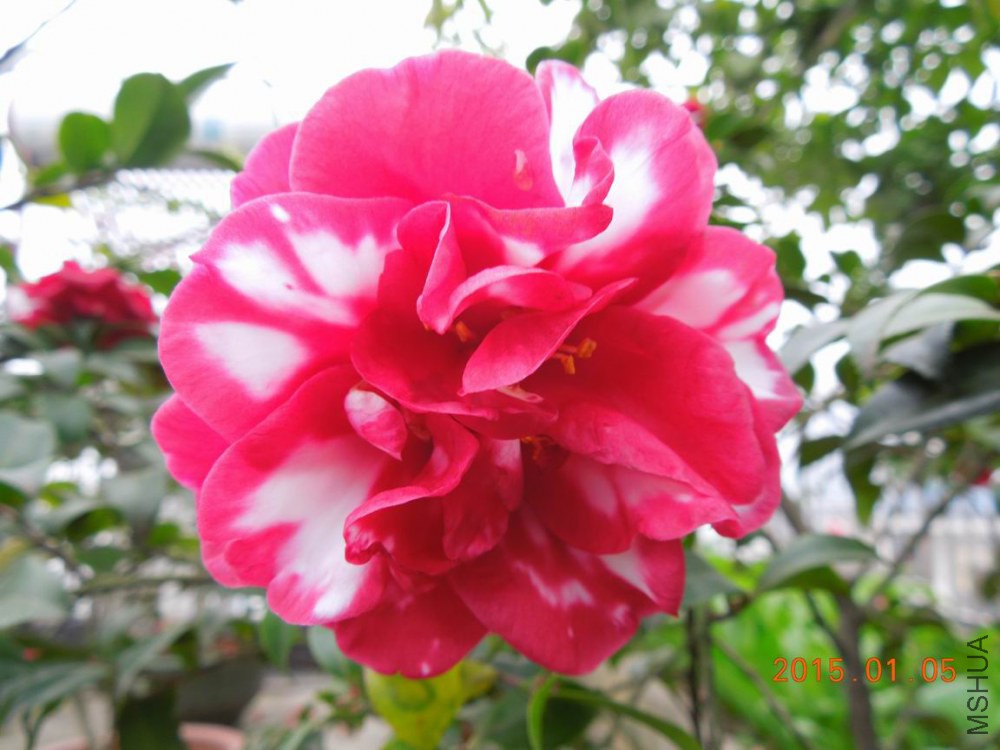 ������С DSCN3862.jpg