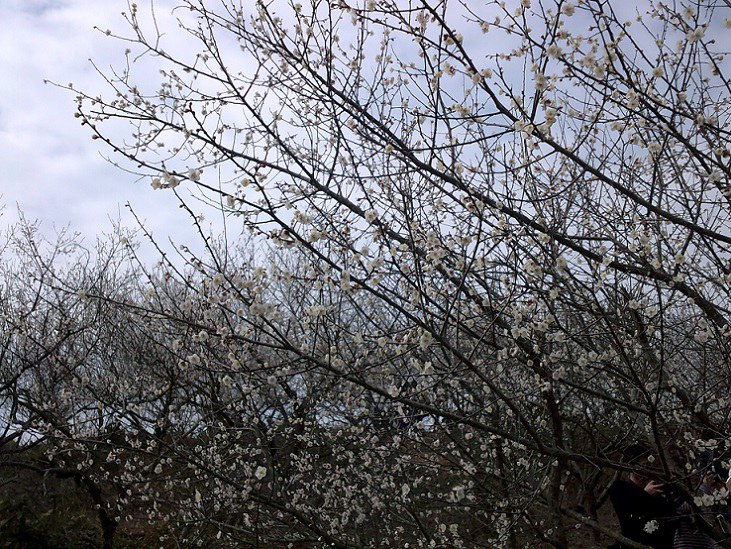 DSCF0175.JPG