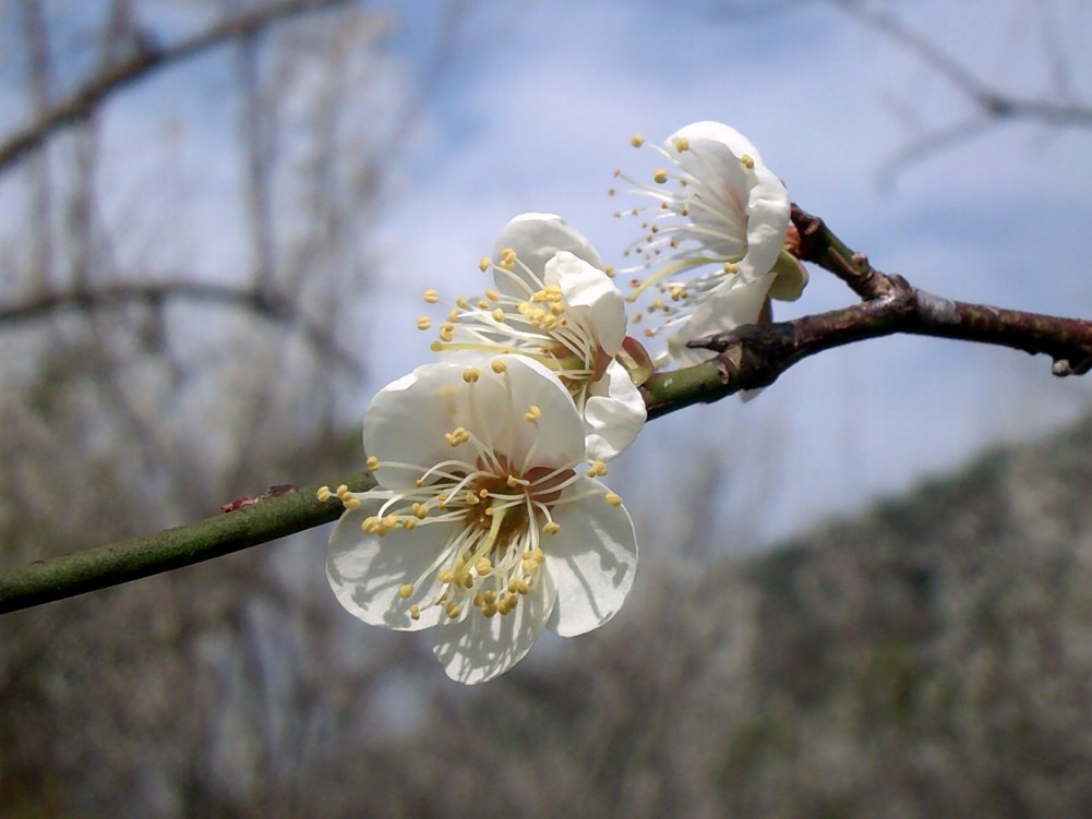 DSCF0105.JPG