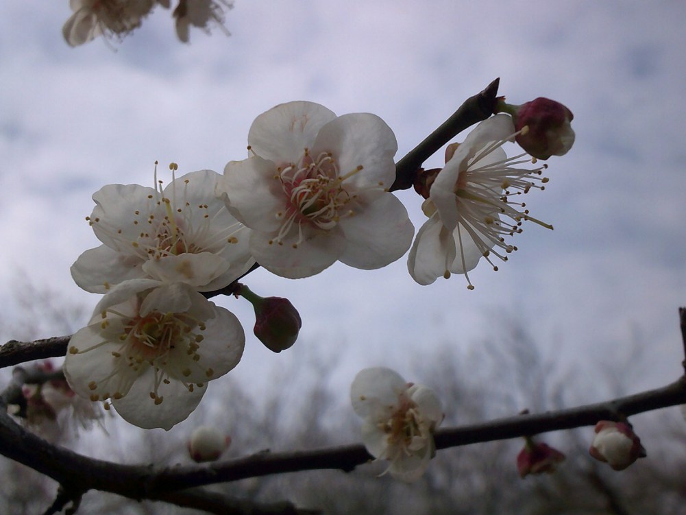 DSCF0179.JPG