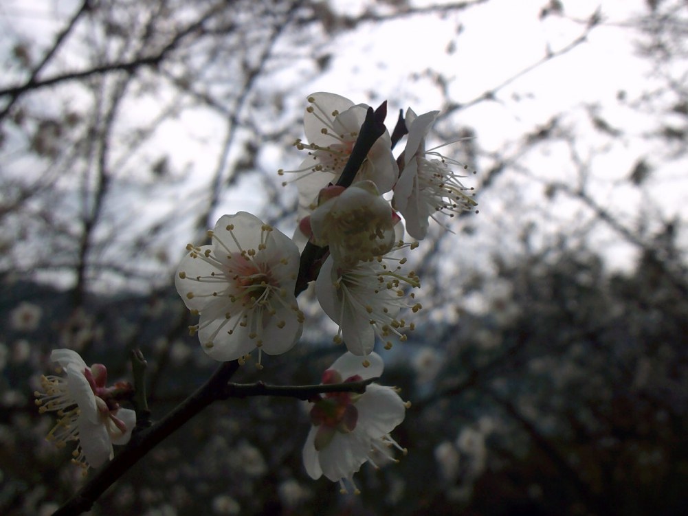 DSCF0181.JPG
