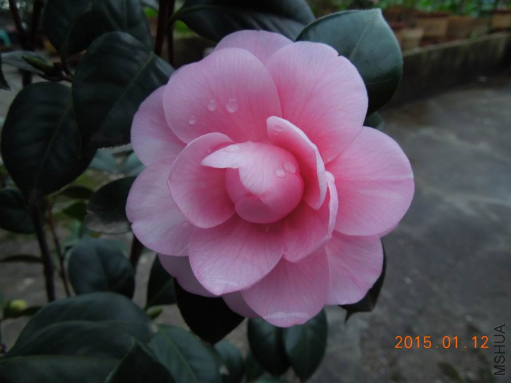 ������С DSCN3917.jpg