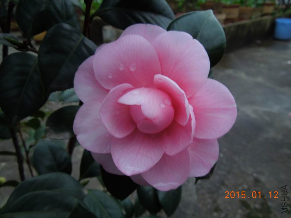 ������С DSCN3919.jpg