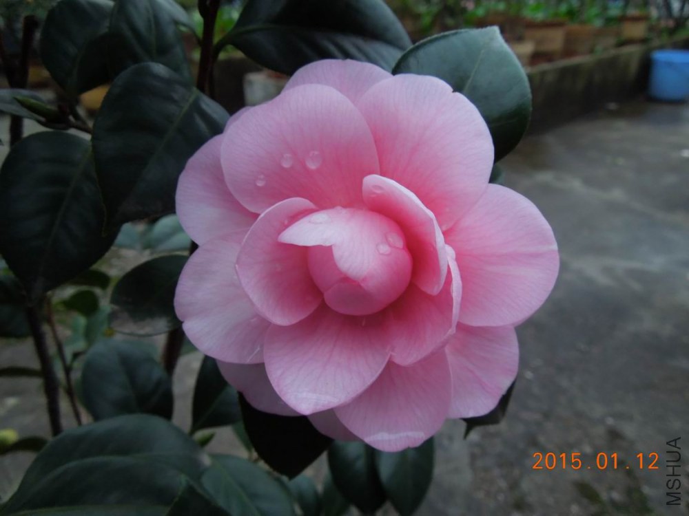 ������С DSCN3918.jpg