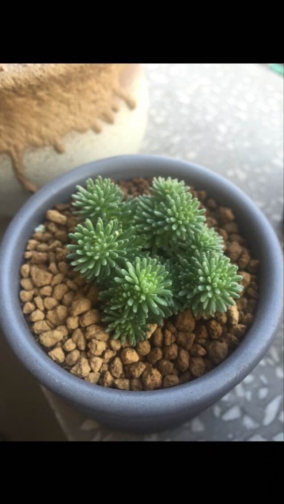С����