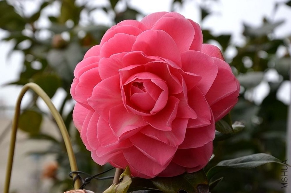 DSC_2795.JPG