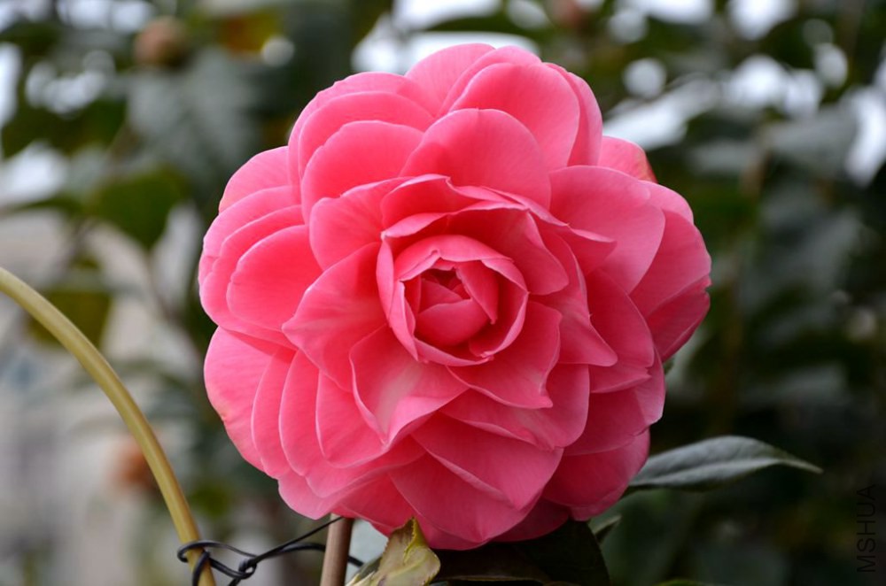 DSC_2800.JPG