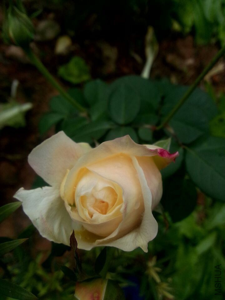 QQͼƬ20150112050357.jpg
