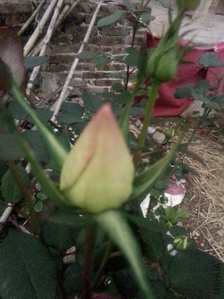 QQͼƬ20150112050427.jpg