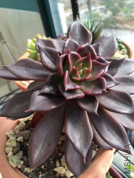 �� 012_450x600.jpg